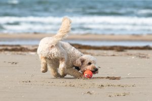 Hunde lose auf dem Strand von Julianadorp
